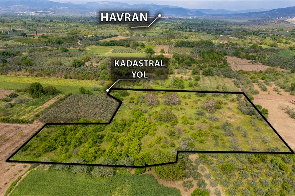 C21 LOCA'DAN HAVRAN BÜYÜKDERE'DE SATILIK TARLA / MANDALİNLİK
