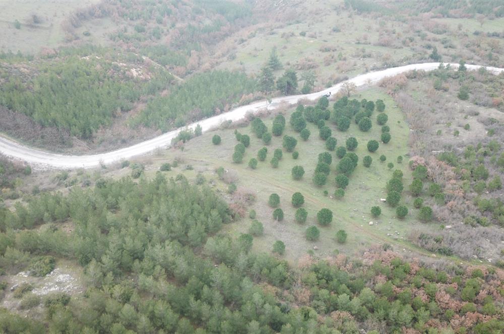 C21 WİNNER KEPSUT DOMBAYDERE KÖYÜ 5.567M2 SATILIK TARLA