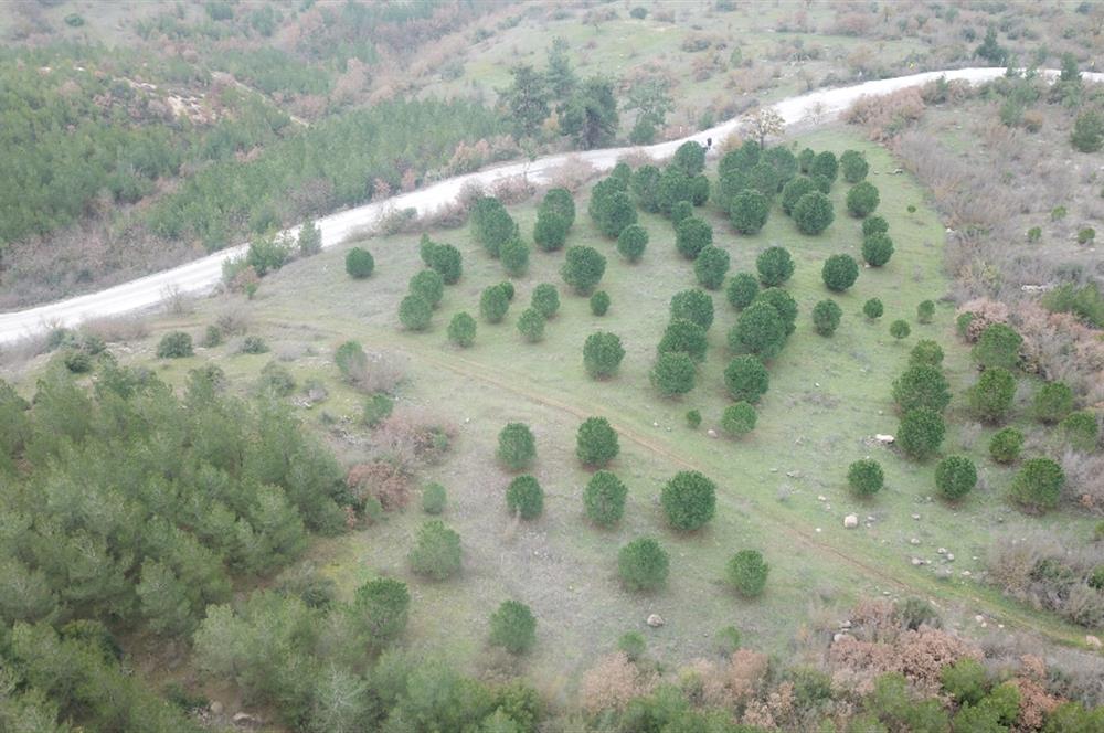 C21 WİNNER KEPSUT DOMBAYDERE KÖYÜ 5.567M2 SATILIK TARLA