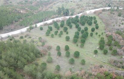 C21 WİNNER KEPSUT DOMBAYDERE KÖYÜ 5.567M2 SATILIK TARLA