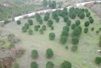 C21 WİNNER KEPSUT DOMBAYDERE KÖYÜ 5.567M2 SATILIK TARLA