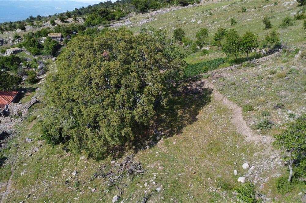 BURHANİYE KUYUCAK MAHALLESİ FULL DENİZ MANZARALI MUHTEŞEM KONUMDA ARSA