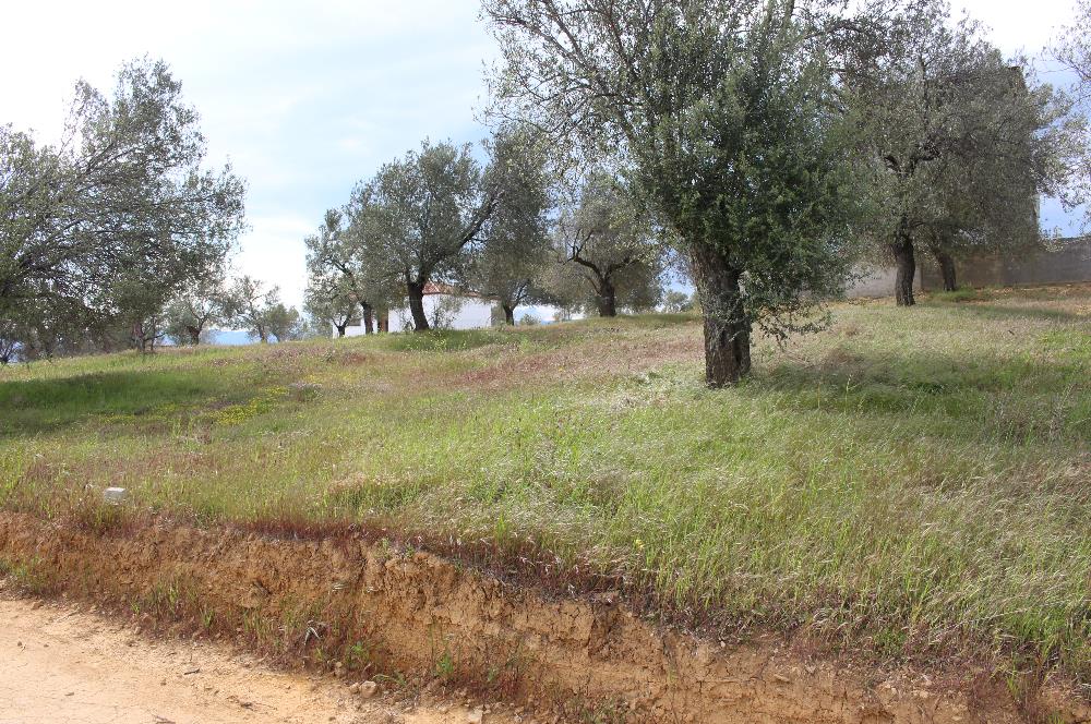 Burhaniye Pelitköy Mahallesinde 340m2 Villa İmarlı Arsa