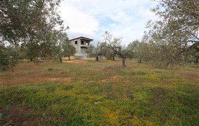 Burhaniye Pelitköy Mahallesinde 340m2 Villa İmarlı Arsa