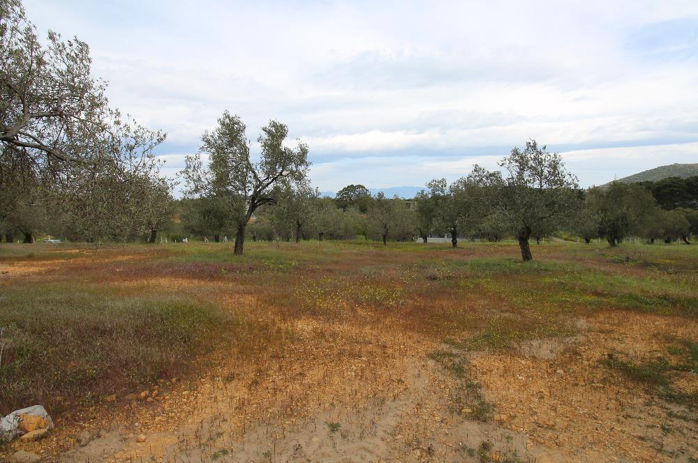 Burhaniye Pelitköy Mahallesinde 340m2 Villa İmarlı Arsa