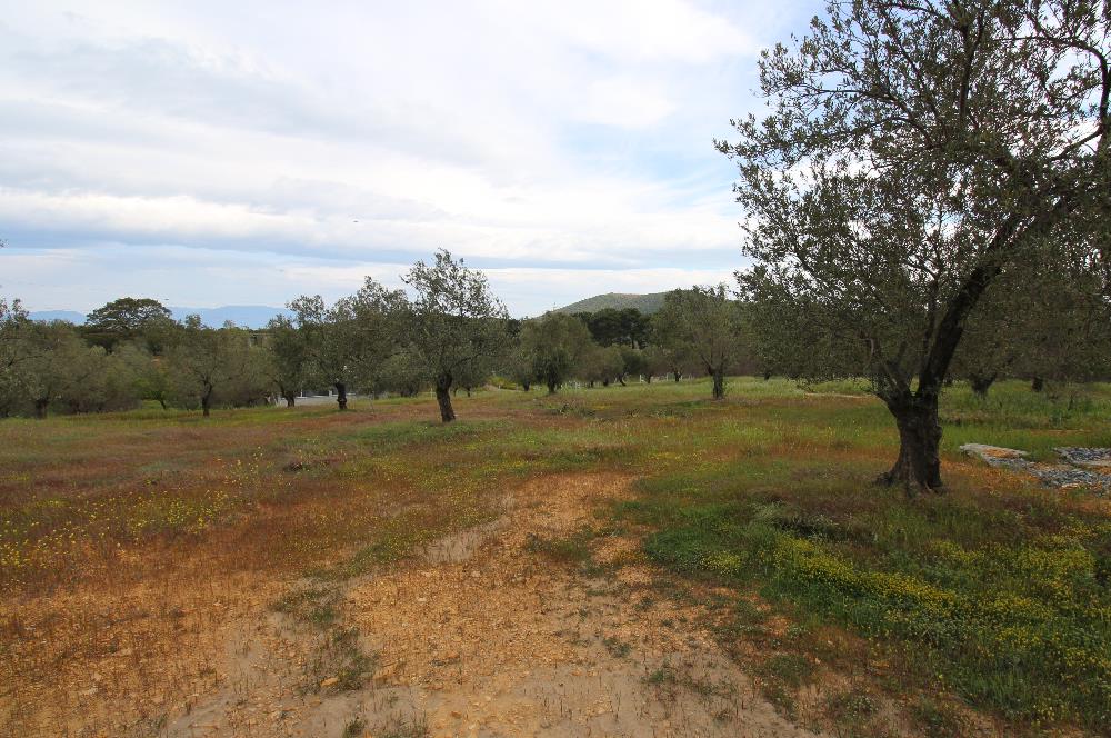 Burhaniye Pelitköy Mahallesinde 340m2 Villa İmarlı Arsa