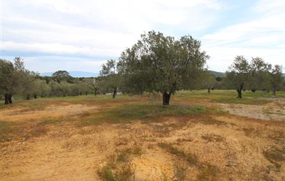 Burhaniye Pelitköy Mahallesinde 340m2 Villa İmarlı Arsa