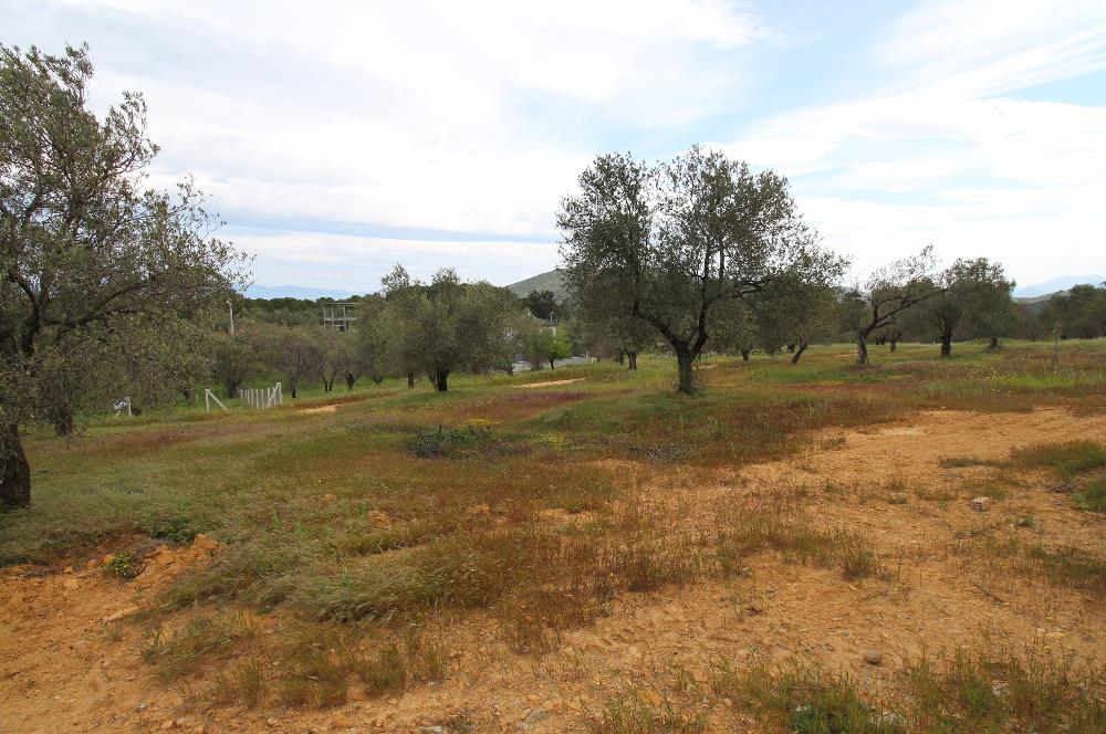 Burhaniye Pelitköy Mahallesinde 340m2 Villa İmarlı Arsa