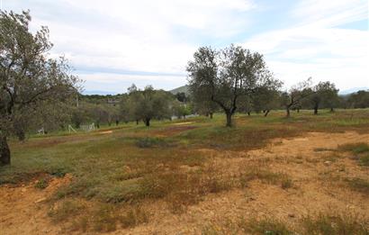 Burhaniye Pelitköy Mahallesinde 340m2 Villa İmarlı Arsa