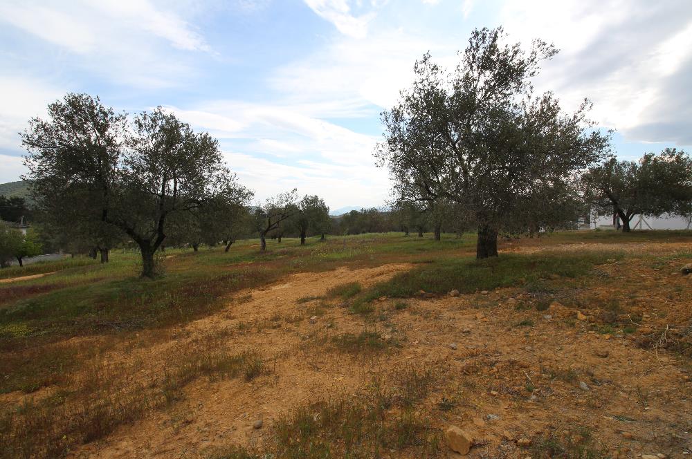 Burhaniye Pelitköy Mahallesinde 340m2 Villa İmarlı Arsa