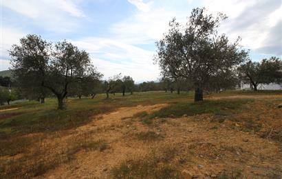 Burhaniye Pelitköy Mahallesinde 340m2 Villa İmarlı Arsa