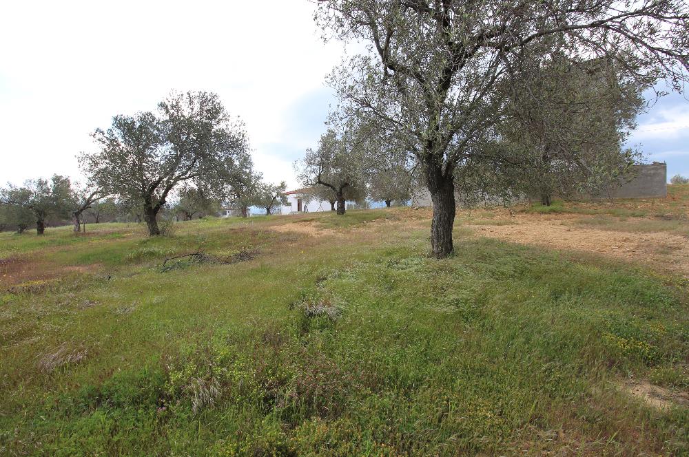 Burhaniye Pelitköy Mahallesinde 340m2 Villa İmarlı Arsa