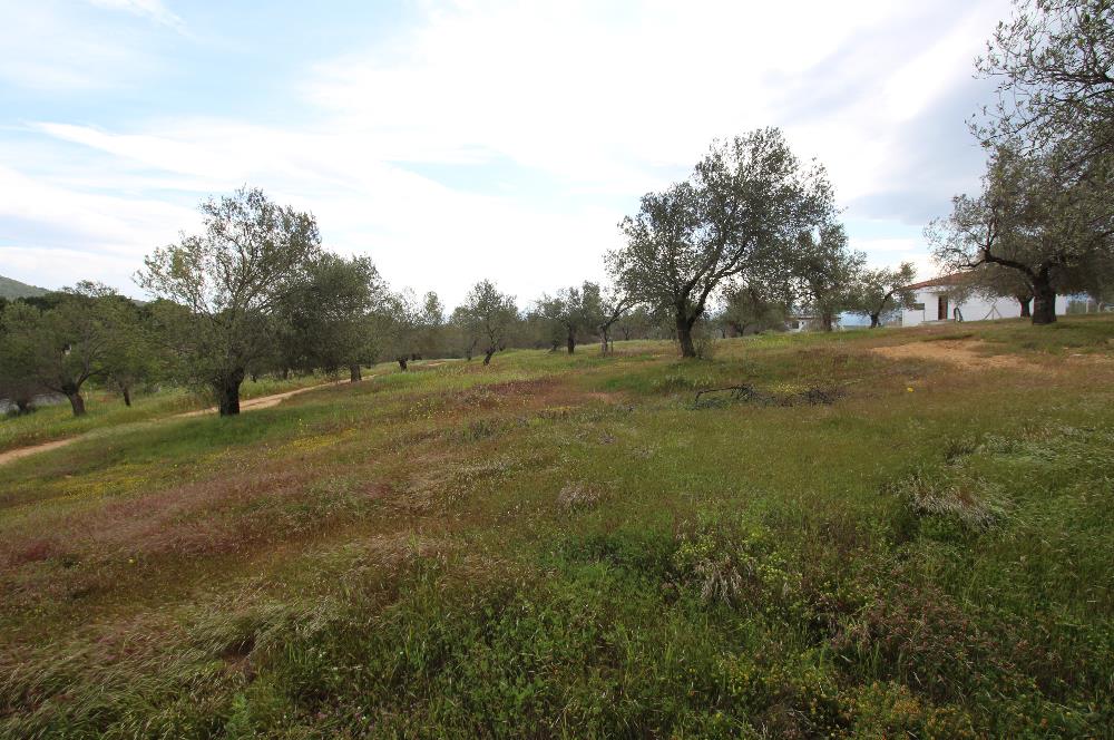 Burhaniye Pelitköy Mahallesinde 340m2 Villa İmarlı Arsa