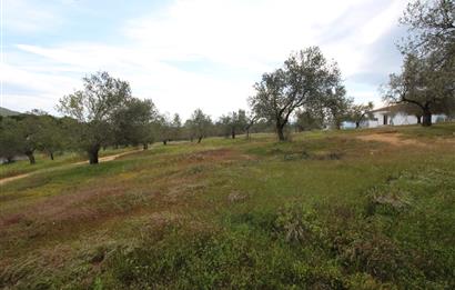 Burhaniye Pelitköy Mahallesinde 340m2 Villa İmarlı Arsa