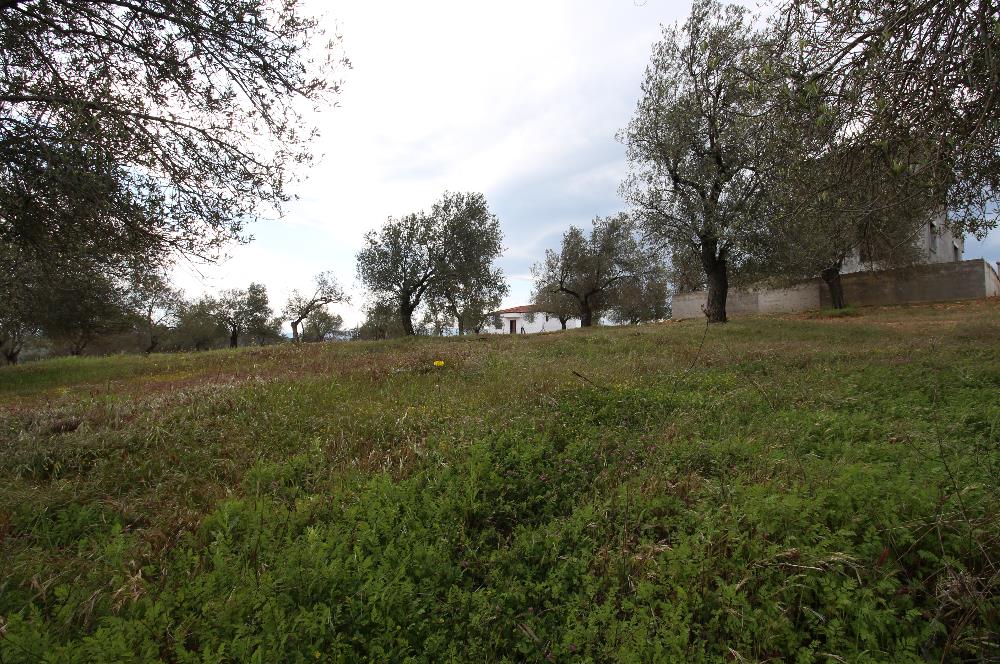 Burhaniye Pelitköy Mahallesinde 340m2 Villa İmarlı Arsa