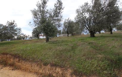 Burhaniye Pelitköy Mahallesinde 340m2 Villa İmarlı Arsa