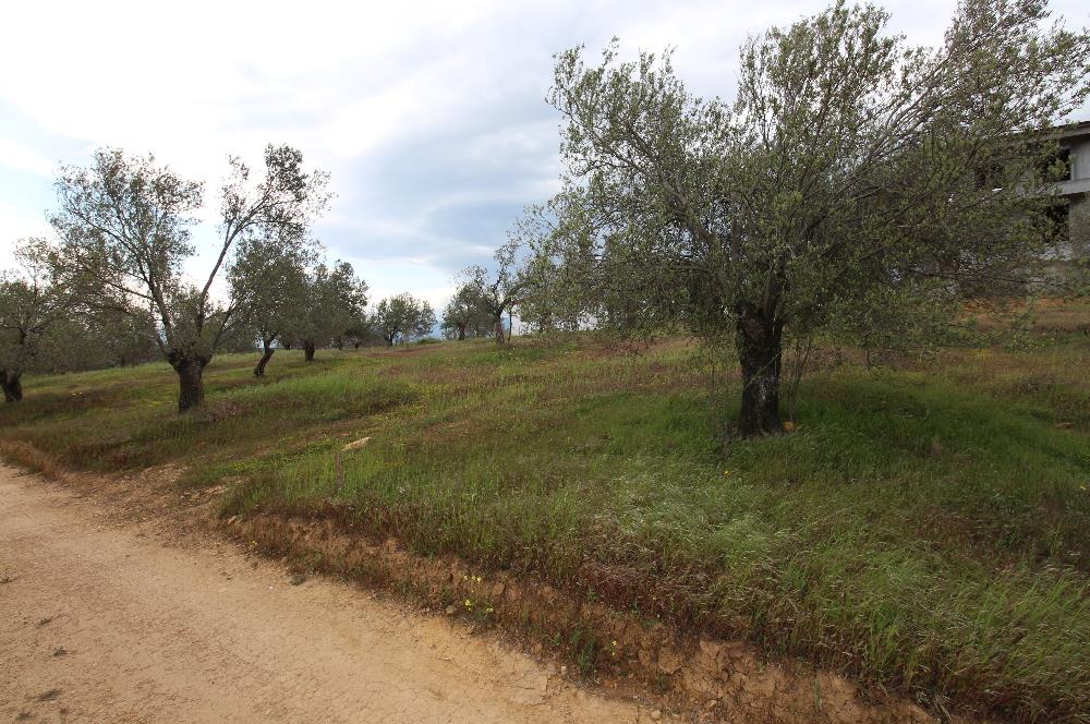 Burhaniye Pelitköy Mahallesinde 340m2 Villa İmarlı Arsa