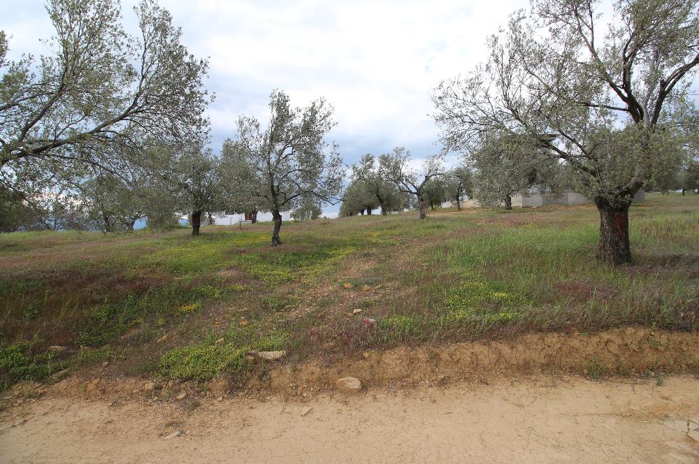 Burhaniye Pelitköy Mahallesinde 340m2 Villa İmarlı Arsa