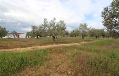 Burhaniye Pelitköy Mahallesinde 340m2 Villa İmarlı Arsa