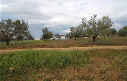 Burhaniye Pelitköy Mahallesinde 340m2 Villa İmarlı Arsa