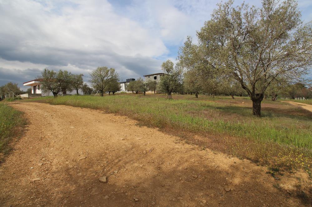 Burhaniye Pelitköy Mahallesinde 340m2 Villa İmarlı Arsa