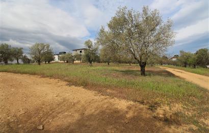 Burhaniye Pelitköy Mahallesinde 340m2 Villa İmarlı Arsa