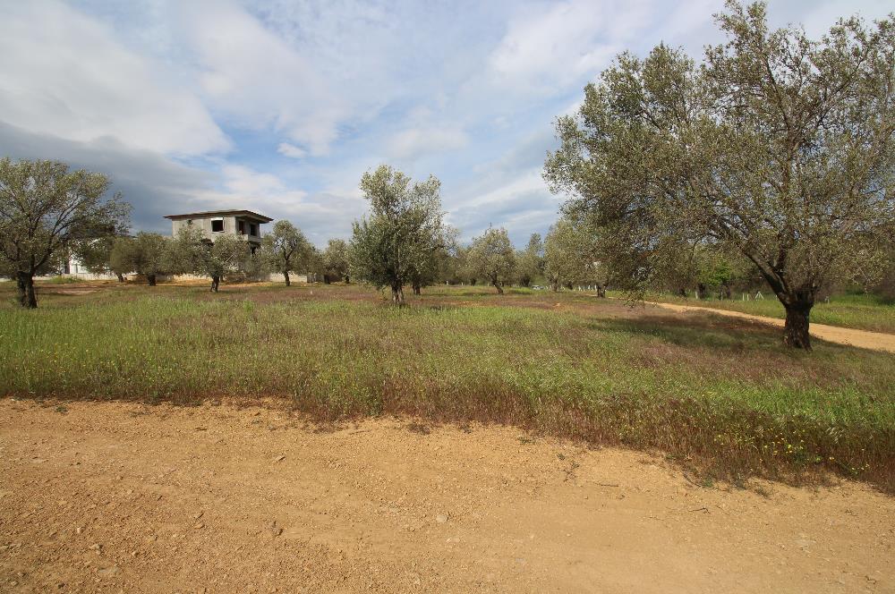 Burhaniye Pelitköy Mahallesinde 340m2 Villa İmarlı Arsa