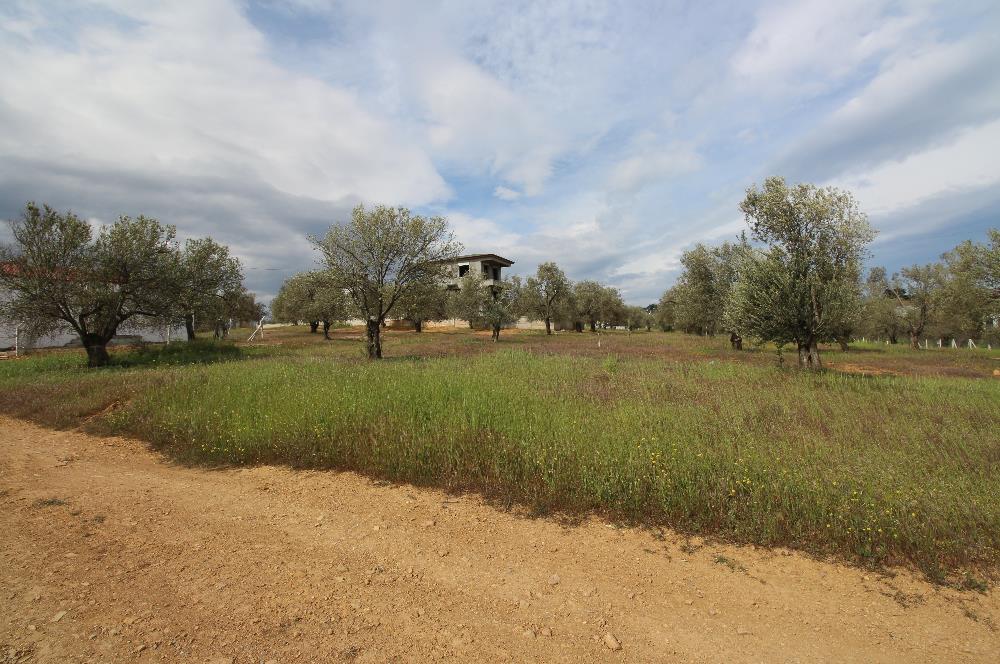 Burhaniye Pelitköy Mahallesinde 340m2 Villa İmarlı Arsa