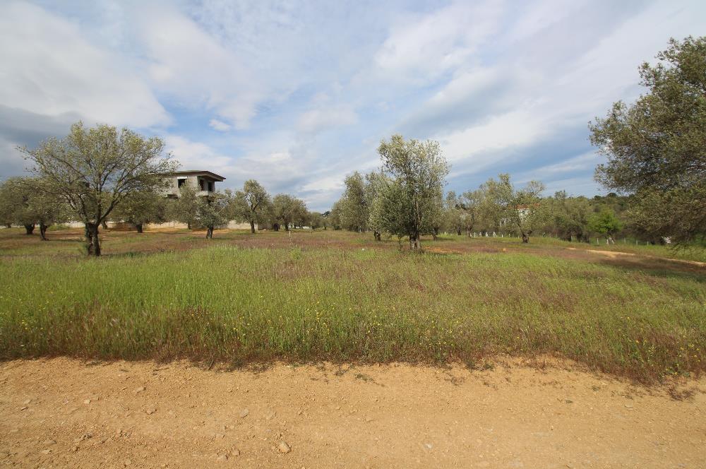Burhaniye Pelitköy Mahallesinde 340m2 Villa İmarlı Arsa