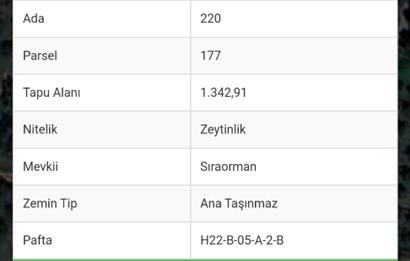 ORHANGAZİ KERAMET KÖYÜ'NDE 1342 m² ZEYTİNLİK
