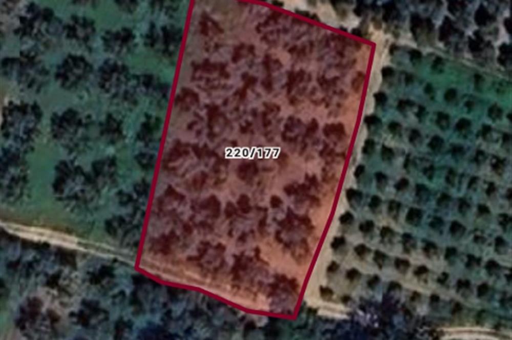 ORHANGAZİ KERAMET KÖYÜ'NDE 1342 m² ZEYTİNLİK