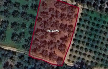ORHANGAZİ KERAMET KÖYÜ'NDE 1342 m² ZEYTİNLİK