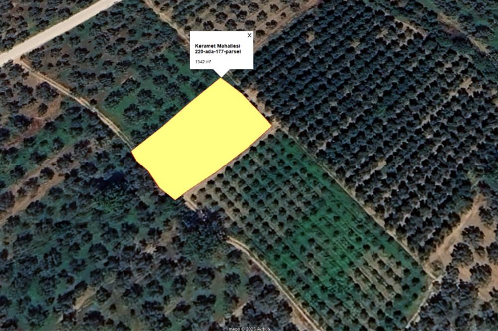 ORHANGAZİ KERAMET KÖYÜ'NDE 1342 m² ZEYTİNLİK