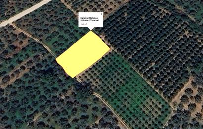 ORHANGAZİ KERAMET KÖYÜ'NDE 1342 m² ZEYTİNLİK