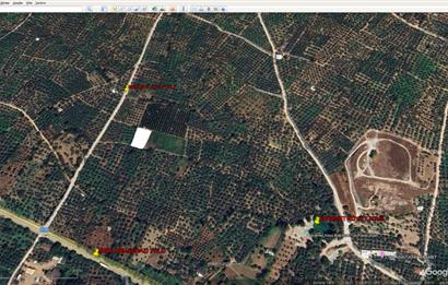ORHANGAZİ KERAMET KÖYÜ'NDE 1342 m² ZEYTİNLİK