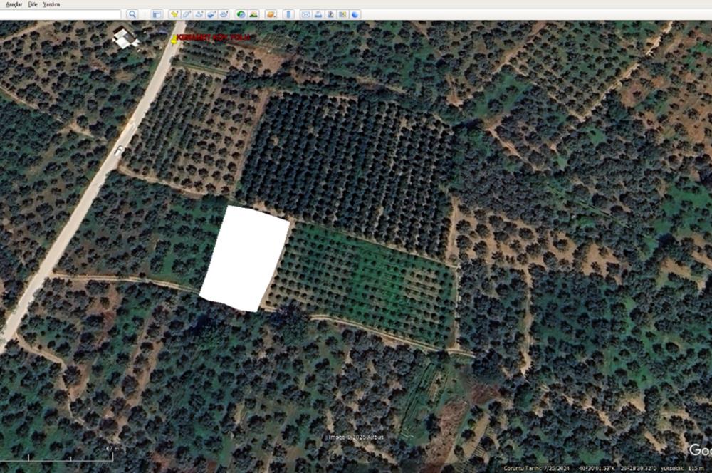 ORHANGAZİ KERAMET KÖYÜ'NDE 1342 m² ZEYTİNLİK