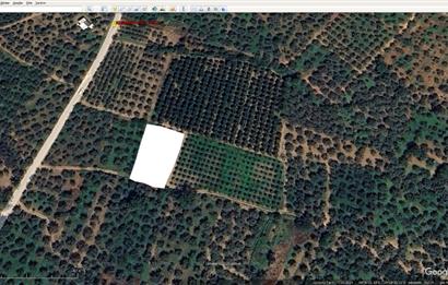 ORHANGAZİ KERAMET KÖYÜ'NDE 1342 m² ZEYTİNLİK