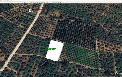 ORHANGAZİ KERAMET KÖYÜ'NDE 1342 m² ZEYTİNLİK