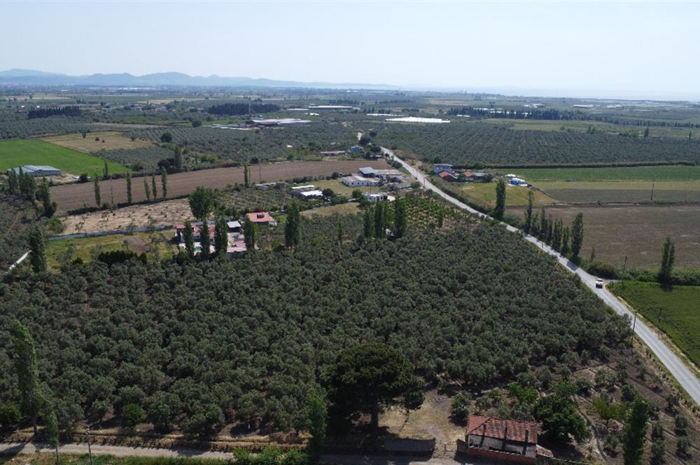EDREMİT ÇIKRIKÇI MAH 74.000M2 MUHTEŞEM KONUMDA ZEYTİNİLİK