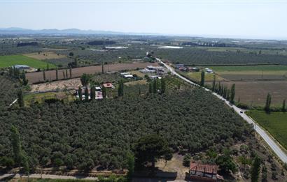 EDREMİT ÇIKRIKÇI MAH 74.000M2 MUHTEŞEM KONUMDA ZEYTİNİLİK
