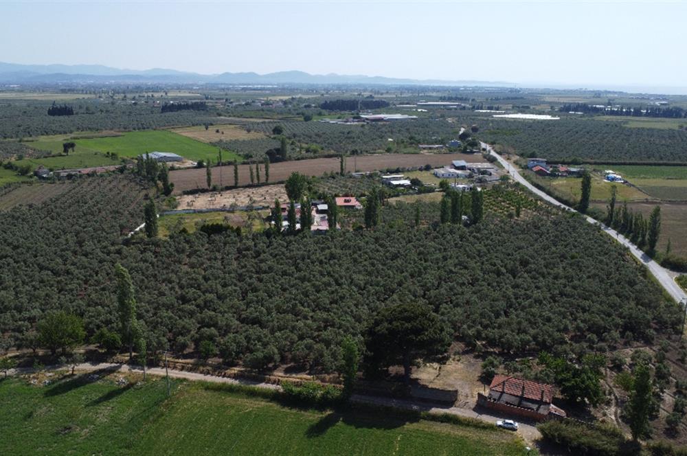 EDREMİT ÇIKRIKÇI MAH 74.000M2 MUHTEŞEM KONUMDA ZEYTİNİLİK