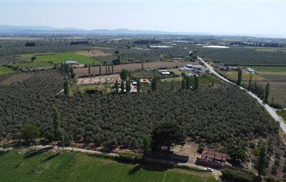 EDREMİT ÇIKRIKÇI MAH 74.000M2 MUHTEŞEM KONUMDA ZEYTİNİLİK