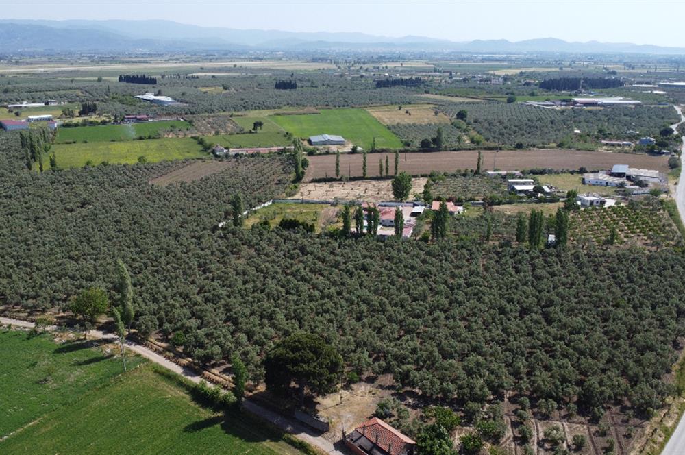 EDREMİT ÇIKRIKÇI MAH 74.000M2 MUHTEŞEM KONUMDA ZEYTİNİLİK