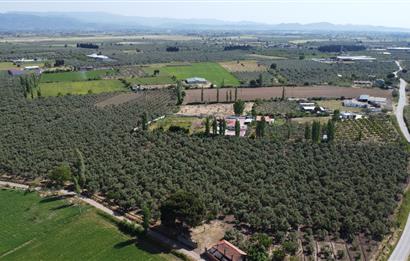 EDREMİT ÇIKRIKÇI MAH 74.000M2 MUHTEŞEM KONUMDA ZEYTİNİLİK