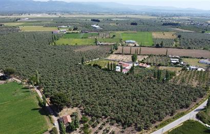 EDREMİT ÇIKRIKÇI MAH 74.000M2 MUHTEŞEM KONUMDA ZEYTİNİLİK