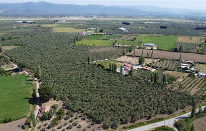 EDREMİT ÇIKRIKÇI MAH 74.000M2 MUHTEŞEM KONUMDA ZEYTİNİLİK
