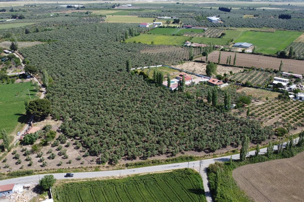 EDREMİT ÇIKRIKÇI MAH 74.000M2 MUHTEŞEM KONUMDA ZEYTİNİLİK