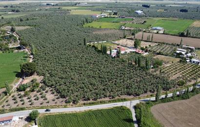 EDREMİT ÇIKRIKÇI MAH 74.000M2 MUHTEŞEM KONUMDA ZEYTİNİLİK