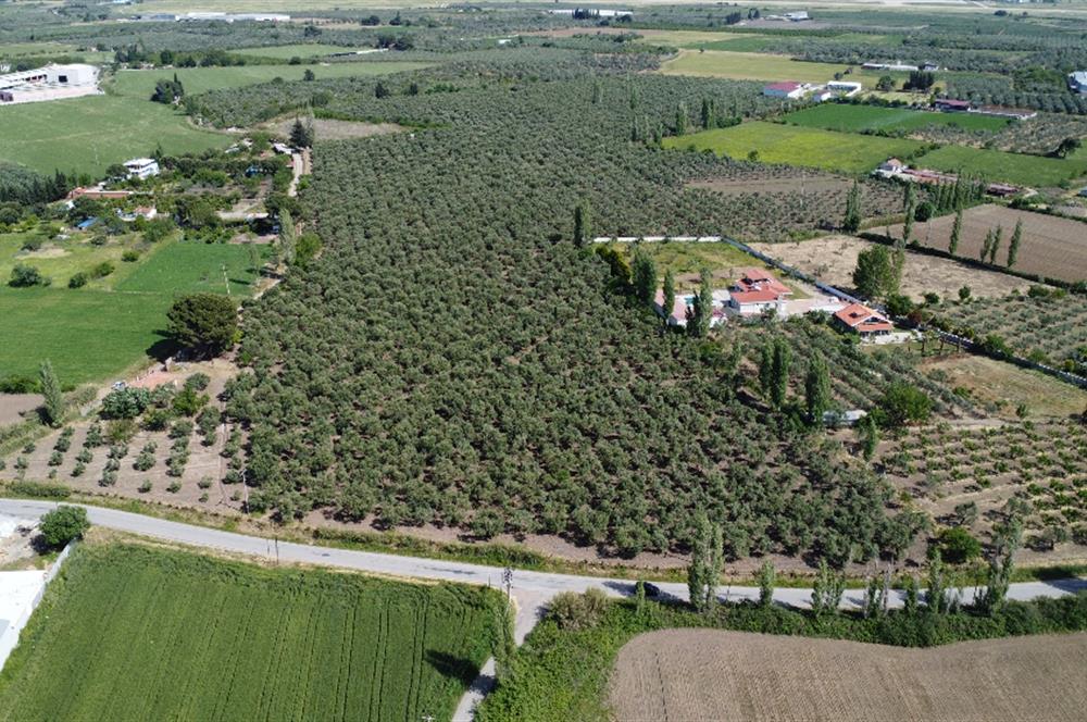 EDREMİT ÇIKRIKÇI MAH 74.000M2 MUHTEŞEM KONUMDA ZEYTİNİLİK
