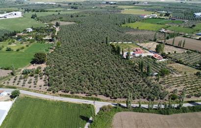 EDREMİT ÇIKRIKÇI MAH 74.000M2 MUHTEŞEM KONUMDA ZEYTİNİLİK